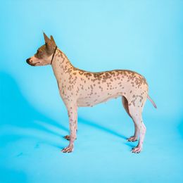 Rowena - American Hairless Terrier