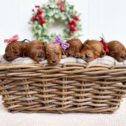 Female 3 - Red female Cavapoo puppy in Melbourne, Florida from Space Coast Doodle Co.