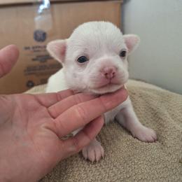 Boy 2 - White male Chihuahua puppy in Haines City, Florida from Kassafina Kennel