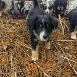 Australian Mountain Doodle, Bernedoodle, Companion Cross, and Shihpoo Puppies from Perfect Companion Puppies