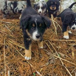 Australian Mountain Doodle, Bernedoodle, Companion Cross, and Shihpoo Puppies from Perfect Companion Puppies