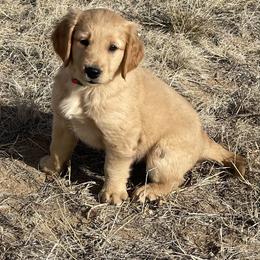 Tilley - Golden female Golden Retriever puppy in Wellington, Colorado from High Country Golden Retrievers