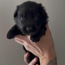 Pink Female - Black female German Shepherd puppy in Saratoga Springs, Utah from Vom Stille Teufelshunde Kennels