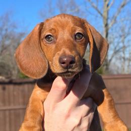 Teddy - Chocolate male Dachshund puppy in Signal Mountain, Tennessee from Hot Diggity Doxens