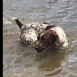Scout - German Shorthaired Pointer