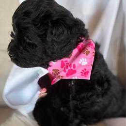 Pinkie ESA lines Super coat Free Month Insurance Vet checked - Black female Schnoodle puppy in Temple, Texas from Schnauzers Of Taylor