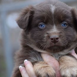 Puppy 4 - Red & white female Australian Shepherd puppy in Three Rivers, Michigan from Mitten Australian Shepherds
