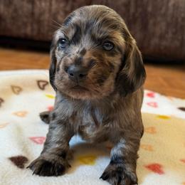 Oatmeal raisin - Dapple female Dachshund puppy in New Mexico from Long Dog Ranch