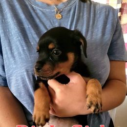 Girl 1 - Rottweiler puppy in Irvine, Kentucky from Hale Haus Rottweilers