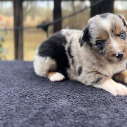 Angel - Blue merle female Miniature Australian Shepherd puppy in Ardmore, Oklahoma from Tribal Rose Aussies