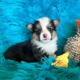 Luke - Black and white male American Corgi puppy in Los Lunas, New Mexico from Blue Diamond Welsh corgis