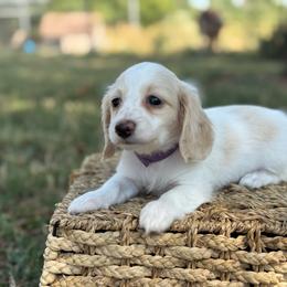 Purple collar - Cream female Dachshund puppy in Nashville, Arkansas from Whisenhunt Farms
