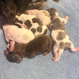 Dachshund Puppies from Doodle Bugs Doxies