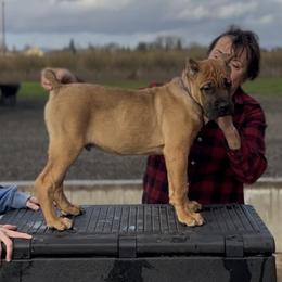 Boy 5 - male Cane Corso puppy in Dayton, Oregon from BlackStar Cane Corso