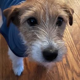 Russell Terrier All Grown Up from Terrier Town of Tennessee