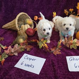 Maltipoo and Poodle Puppies from Cowgirl's Legacy