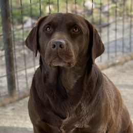 Josie  - Labrador Retriever