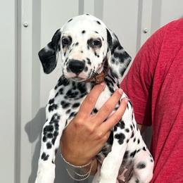 Brownie Batter - White and black female Dalmatian puppy in Austin, Texas from Dazzling Dalz