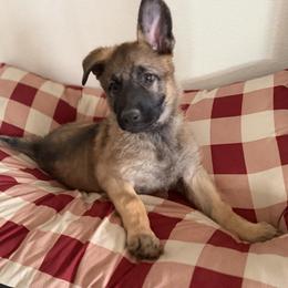 Brown Girl - Sable female German Shepherd puppy in Grantsville, Utah from Vom Haus Denfors K9 - Working German Shepherds