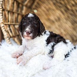 Nebo - Parti male Poodle puppy in Gaylord, Michigan from Dog Mom Co. Poodles