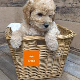 Arctic - Apricot male Goldendoodle puppy in Cambridge, Minnesota from Country Meadow Doodles