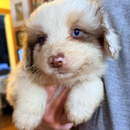 Larry - Red merle male Australian Shepherd puppy in Grove, Oklahoma from Dollface Aussies
