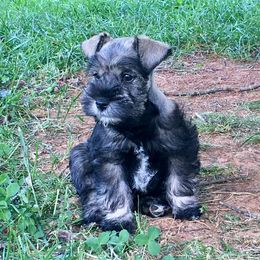Miniature Schnauzer Puppies from The BrickHouse Miniature Schnauzers