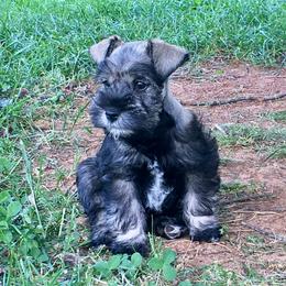 Miniature Schnauzer Puppies from The BrickHouse Miniature Schnauzers