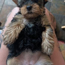 Mina - Black and gold female Yorkshire Terrier puppy in East Alton, Illinois from Yorkies of the Shire