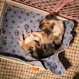 Chihuahua puppies from Kassafina Kennel
