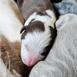 Wild Flower - White and red female Border Collie puppy in Cedar Springs, Michigan from Lyncroft Border Collies