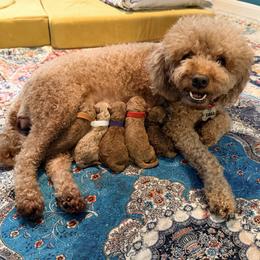Goldendoodle puppies from Lucky Heart TeddyBear Goldendoodles