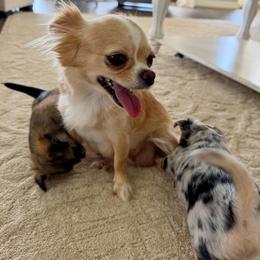 Mom - Chihuahua