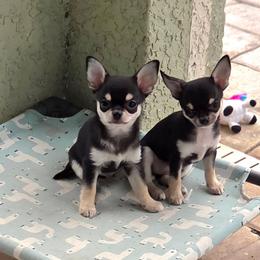 Handsome - Black and tan male Chihuahua puppy in Cape Coral, Florida from Inspired Chihuahuas