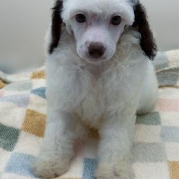 Piglet - Parti female Poodle puppy in Wheatland, California from Sapphire Ridge Poodles