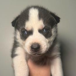 Flash - Black and white male Siberian Husky puppy in Tiverton, Rhode Island from Mount Hope Siberians