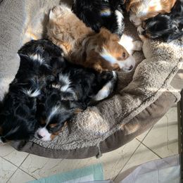 Cavalier King Charles Spaniel Puppies from Ohana Cavalier King Charles Spaniels