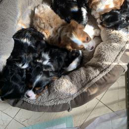Cavalier King Charles Spaniel Puppies from Ohana Cavalier King Charles Spaniels