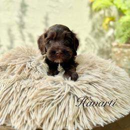 Havarti - Chocolate male Australian Labradoodle puppy in Morgan Hill, California from Loving Labradoodles