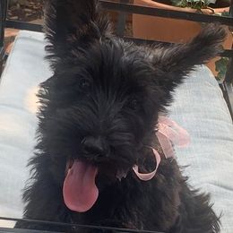 Scottish Terrier Puppies from 4 Scotts and a Do
