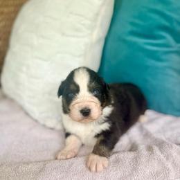 Ferrero - Black tri-color male Australian Shepherd puppy in Kentland, Indiana from Pine Grove Aussies