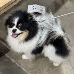 Rocky - Pomeranian