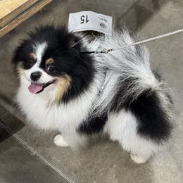 Rocky - Pomeranian