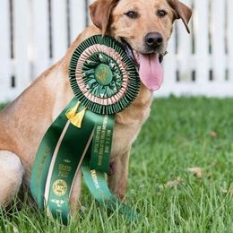 Labrador Retriever All Grown Up from Wanderlust Kennels