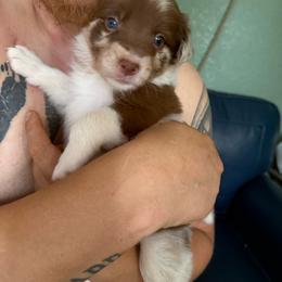 Velcro - Red merle female Border Collie puppy in Grapeview, Washington from Athena’s Collies