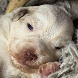 Red Merle - Red merle female Miniature Australian Shepherd puppy in Helmville, Montana from CKO Country Road Aussies