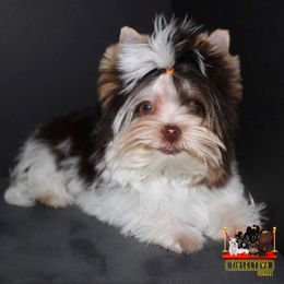 Tarrant - Yorkshire Terrier