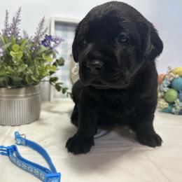Light Blue - Black female Labrador Retriever puppy in Newton Grove, North Carolina from Wayalife Labradors & Gsp’s