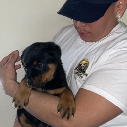 Cane Corso and Rottweiler Puppies from Hause of Rry Rotties & Cane Corso