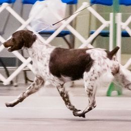 Brittany and Toy Fox Terrier All Grown Up from Hytower Brittanys